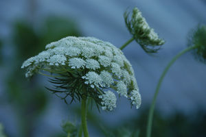flower july flower july